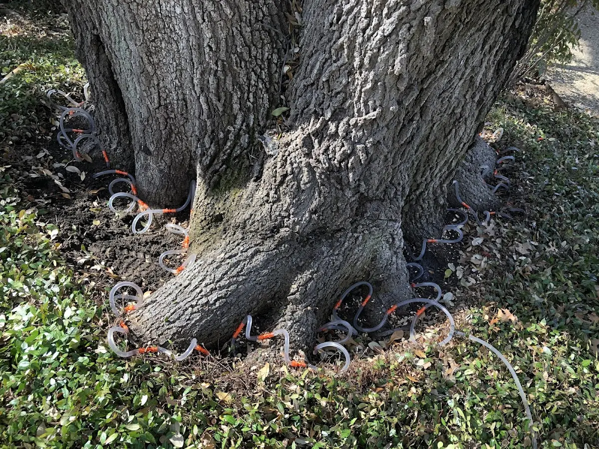 Detailed Tree Cabling and Bracing job site in Orinda